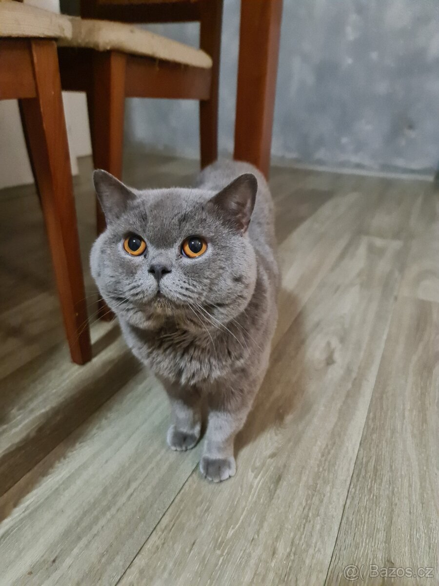 Kotě