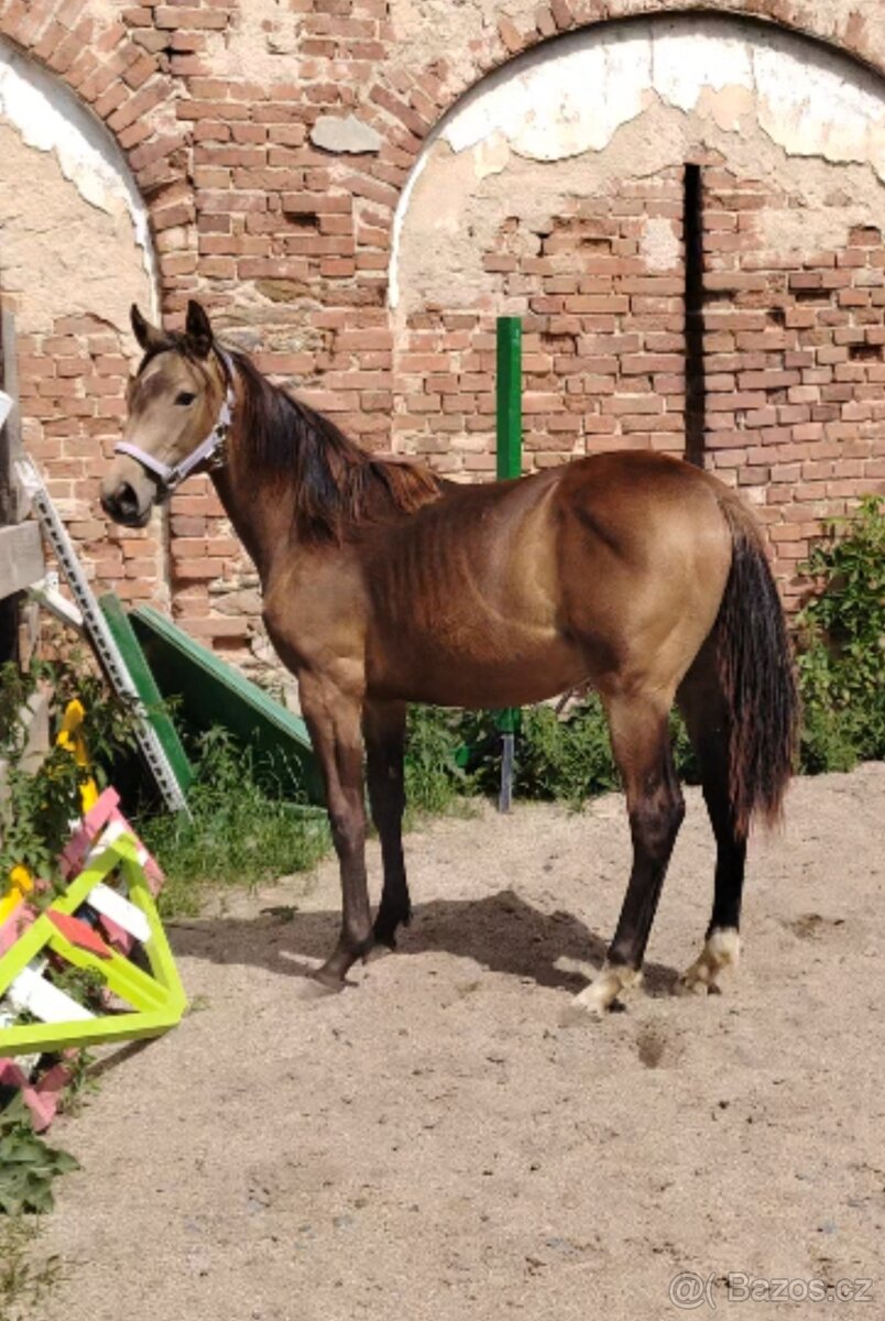 Kůň kinský, loňská plavá kinská kobylka
