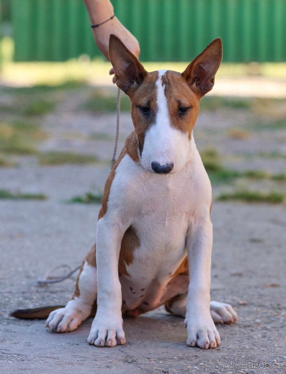 Bullterrier, Bullterier, Bulterier