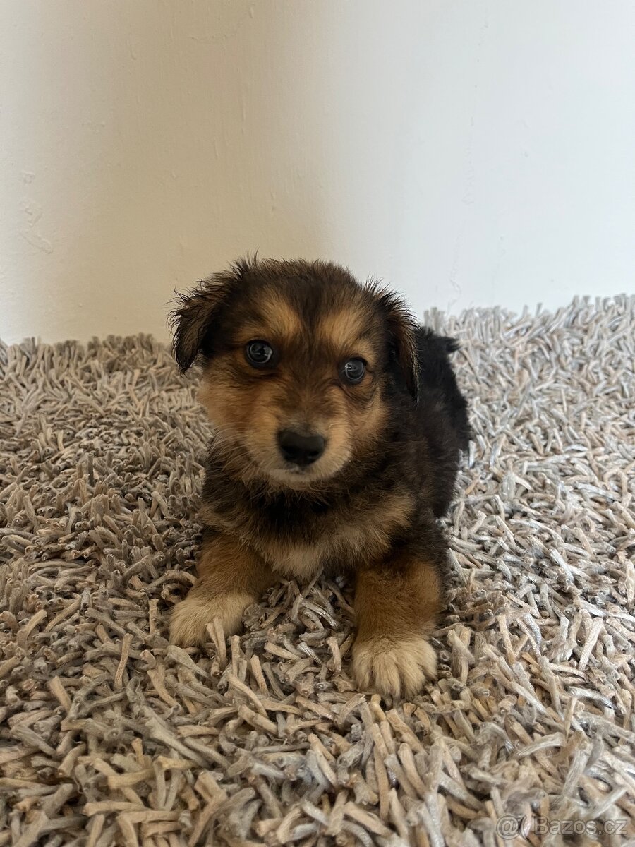 🐶 Na prodej - nádherný štěněcí kluk hledá nový domov 🏡