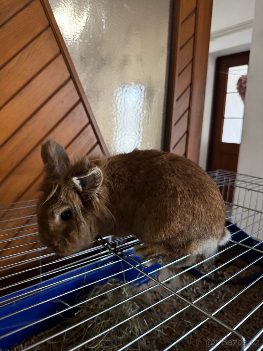 Králík