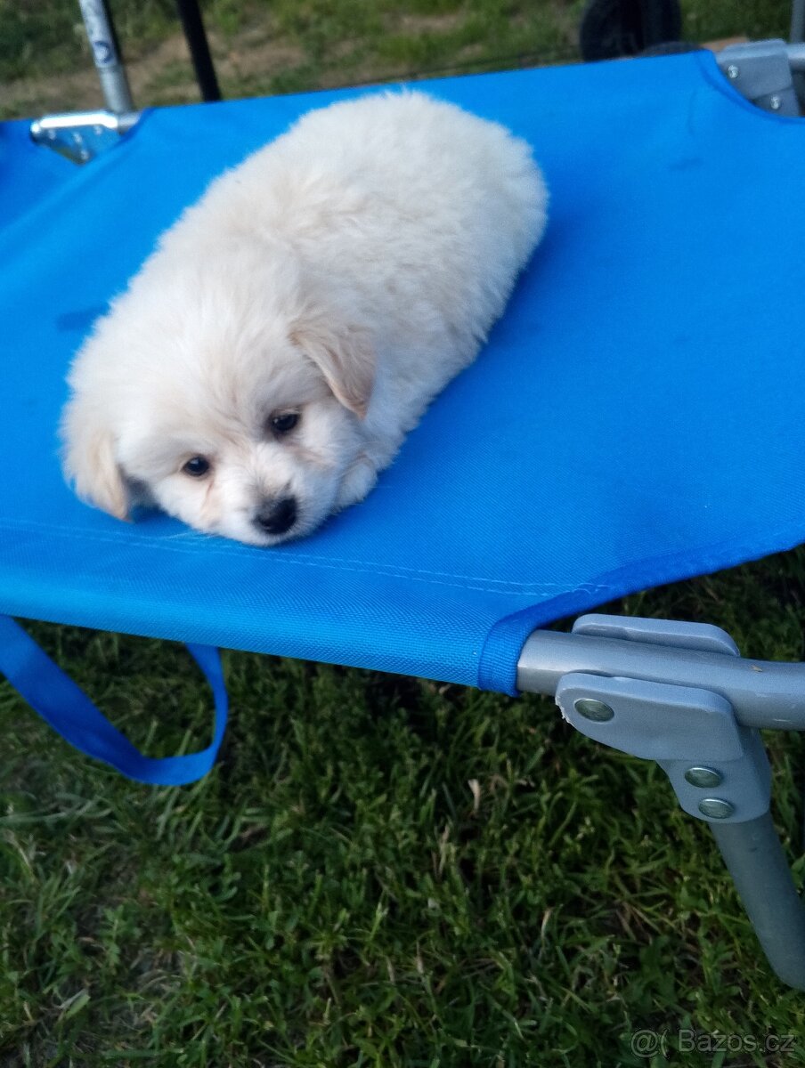 Pomeranian