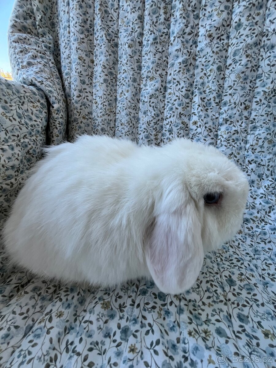Minilop - rušení chovu