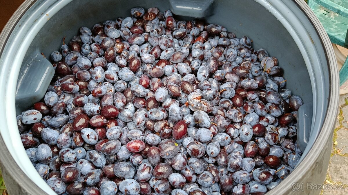 Švestky / trnky na kvas