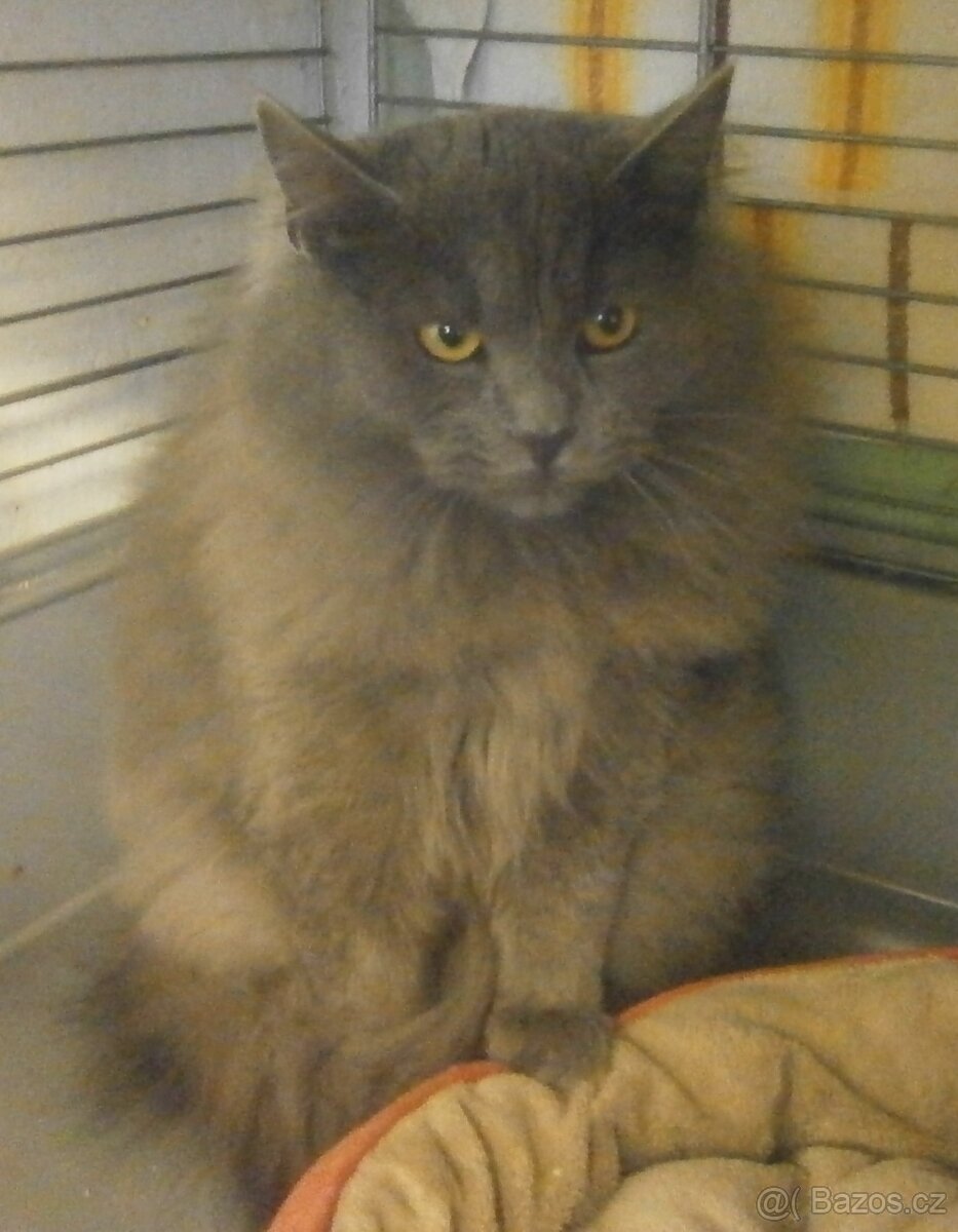 Hodný, klidnější, šedý dlouhosrstý 8měsíční Alex