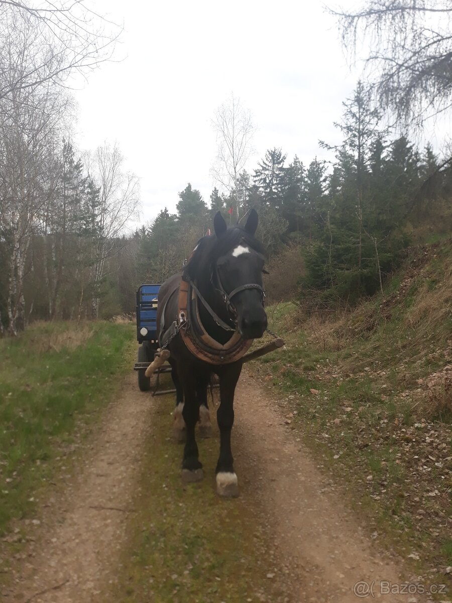 Prodám klisnu - Norik