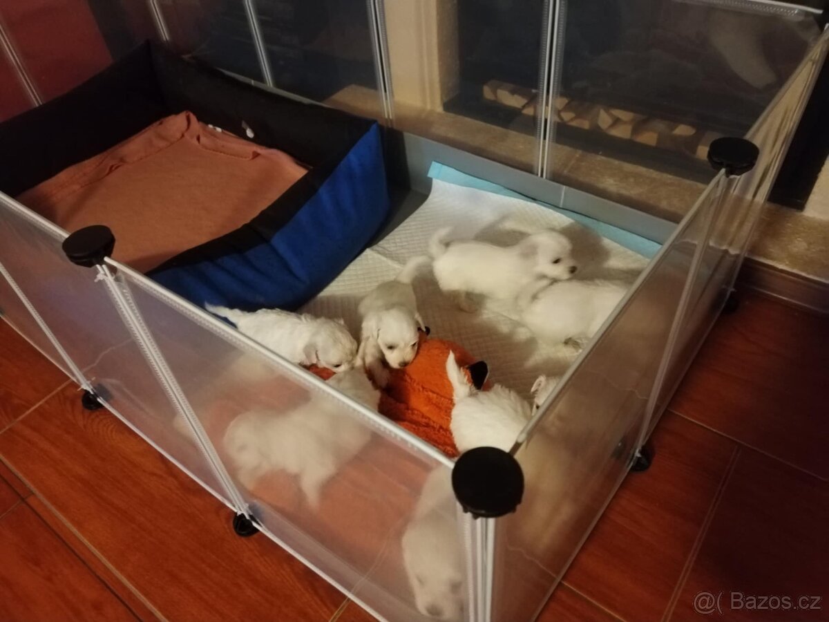 Prodám štěňátko maltezacka