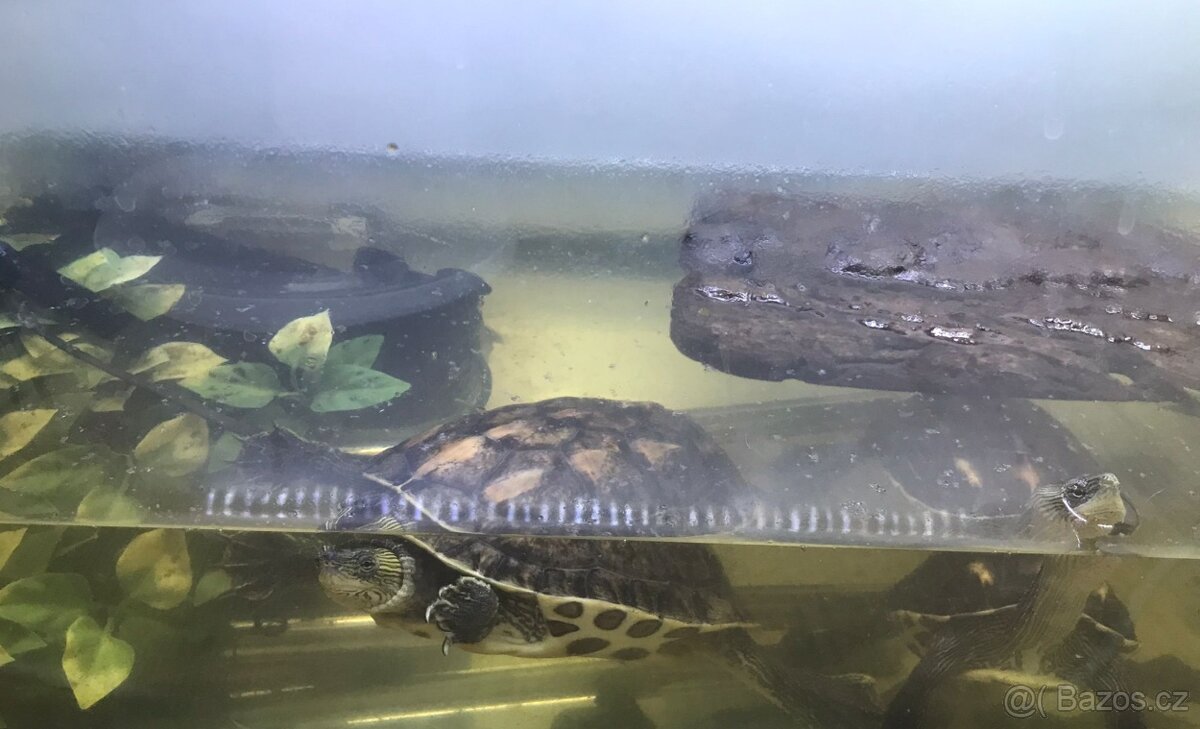 4 ninja želvy i s akvariem