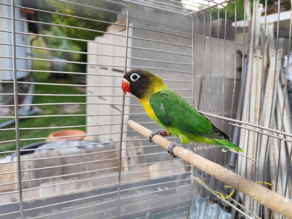 Agapornis škraboškový