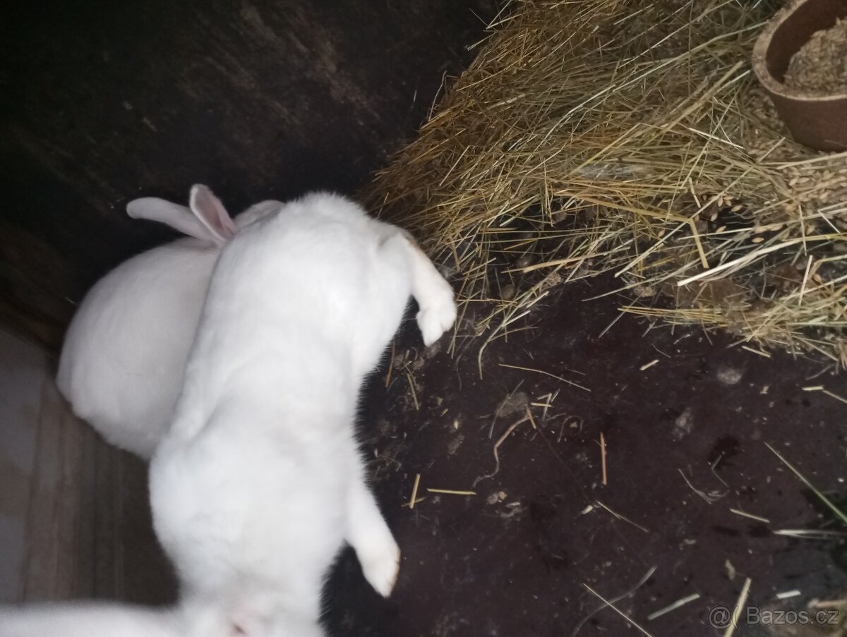 Hyla a zajecici velkou.