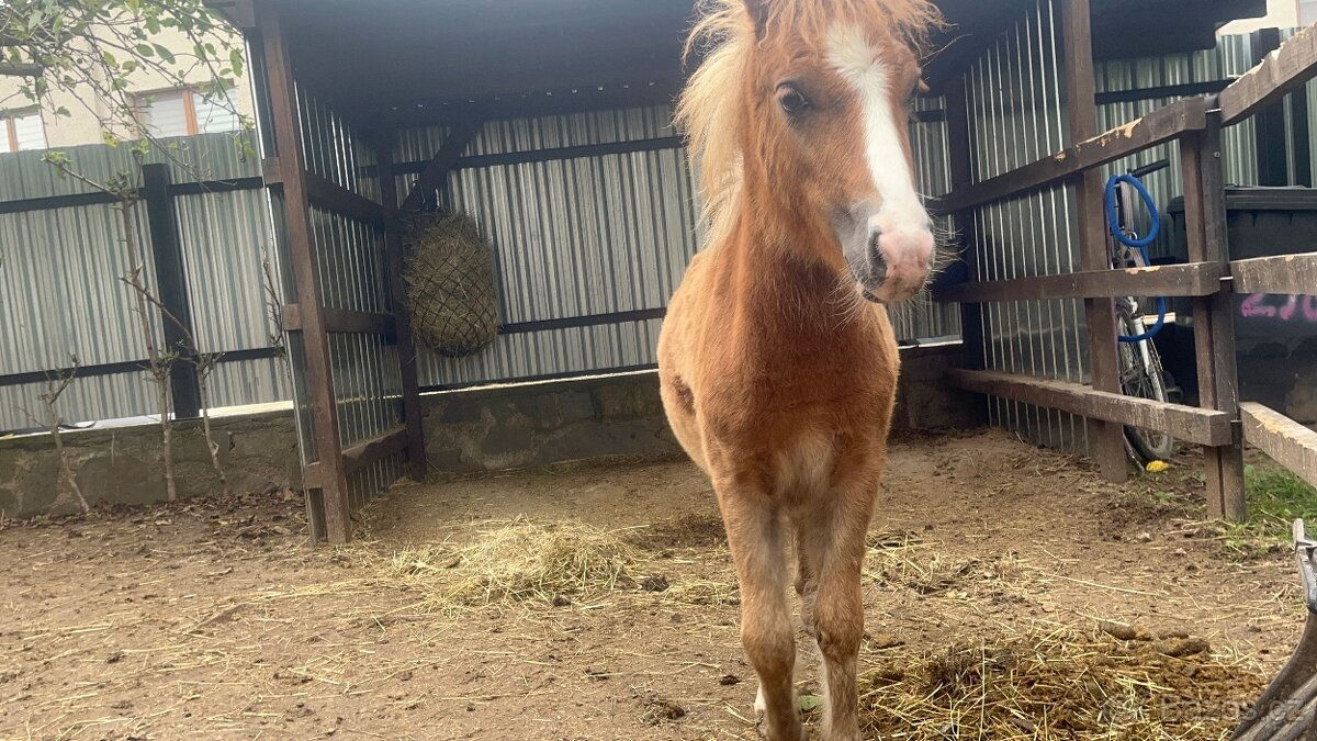 Kobylka s hříbětem