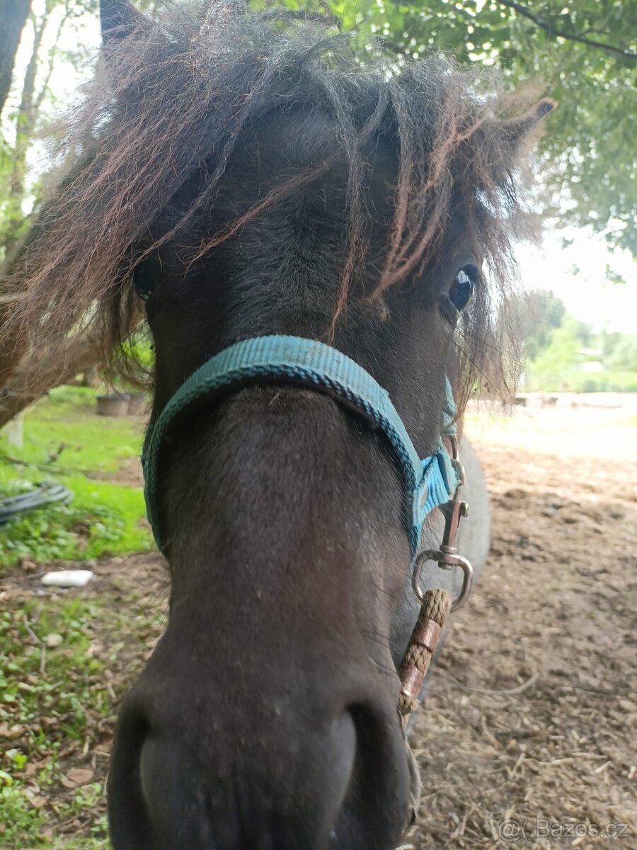 Prodám Shetlandskeho poníka s pp