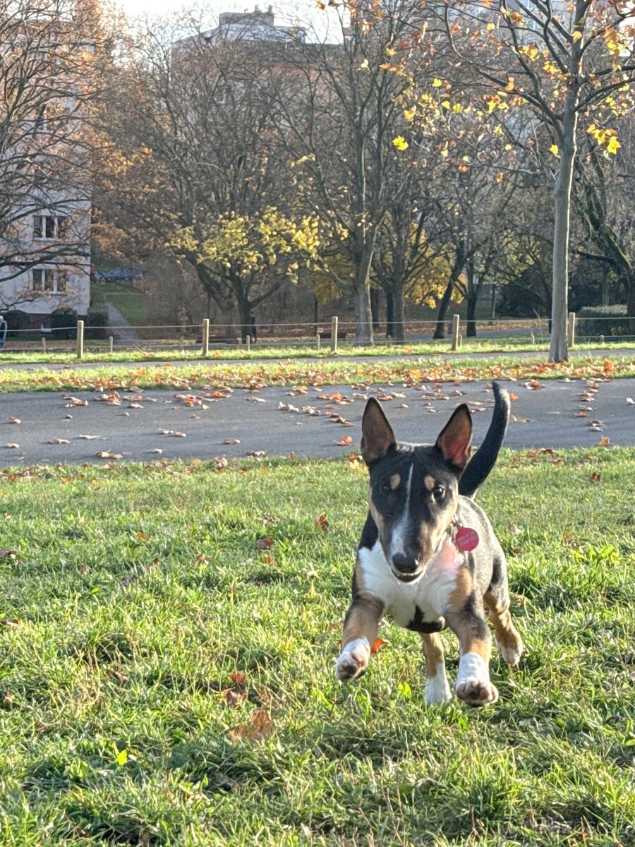 Hledá se ten nejlepší parťák do života