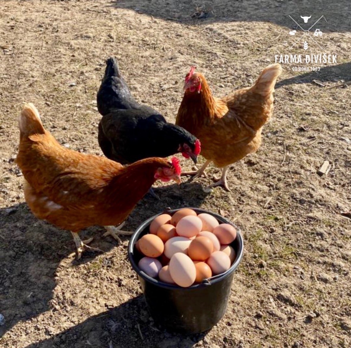 Domácí vajíčka