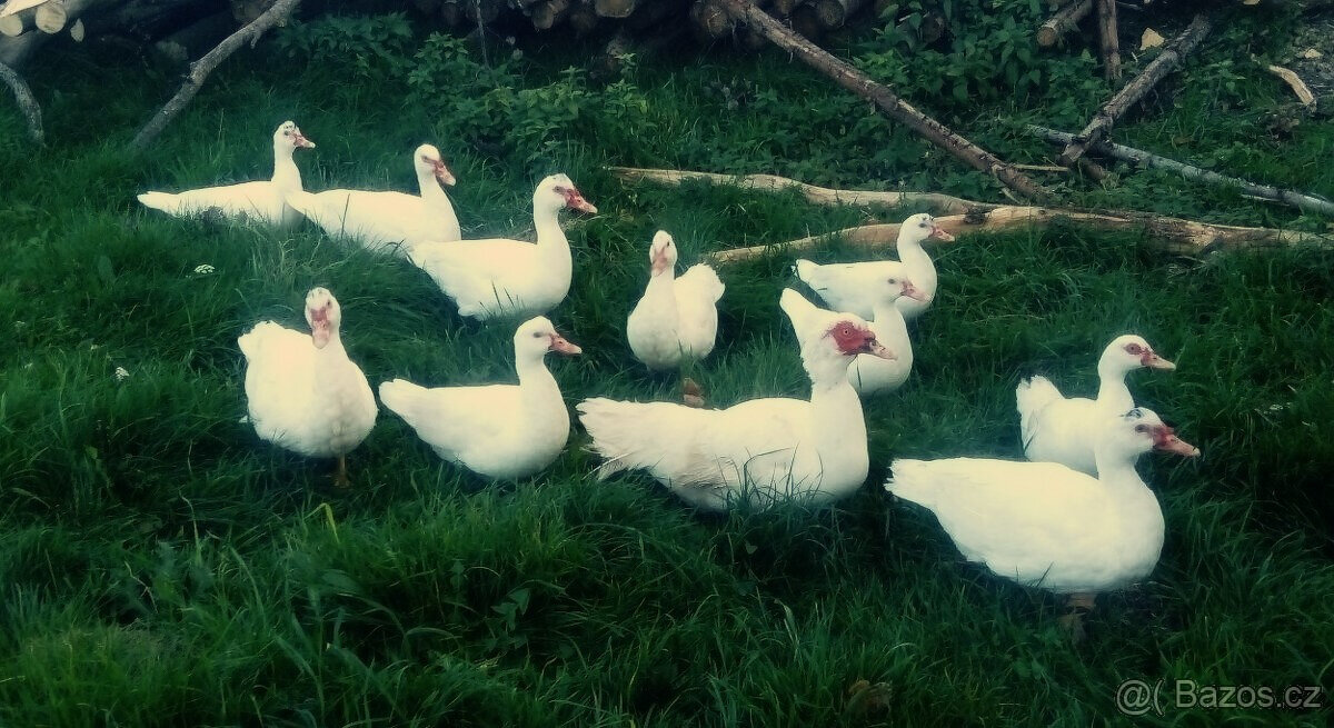 kačeři pižmovky (husokachny, čínky, kachna pižmová)