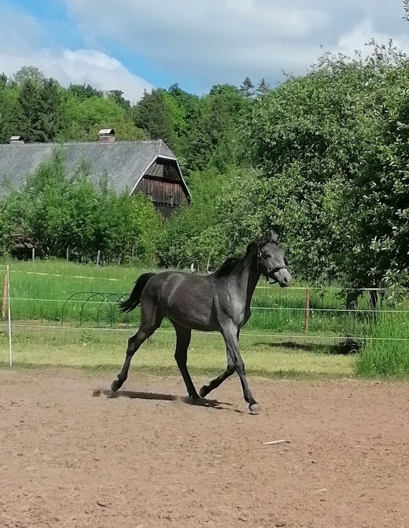 Welsh part bred, roční hřebeček 150 cm