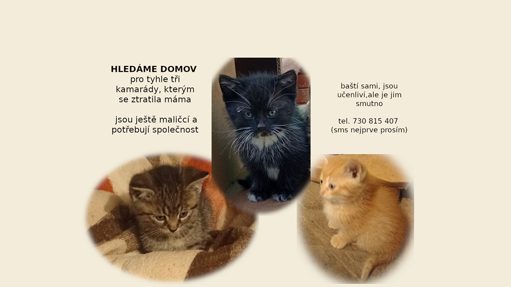 Koťátka zdarma