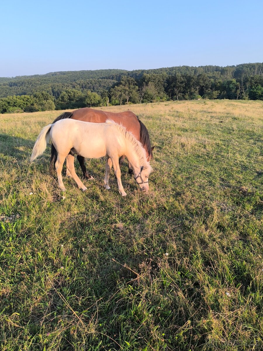 Prodám pony