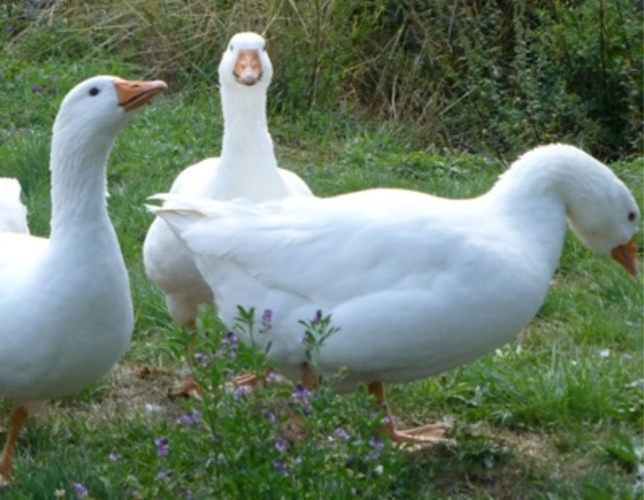 Svatomartinska husa