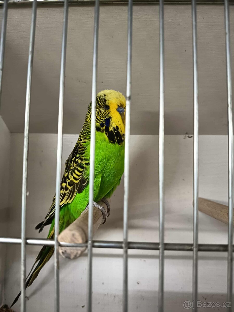 Andulky výstavní - samci