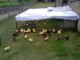 Kachny, kachny a kachny