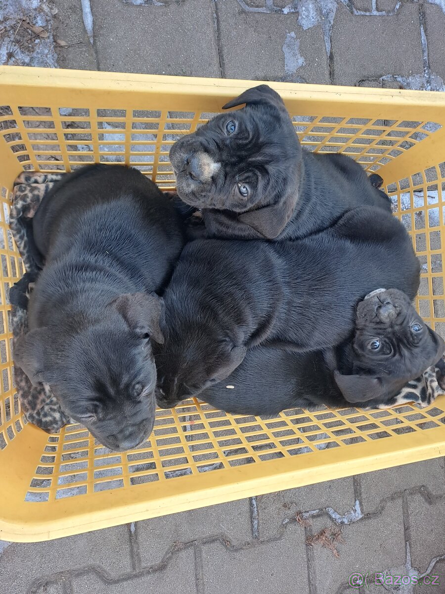 Štěňata cane corso