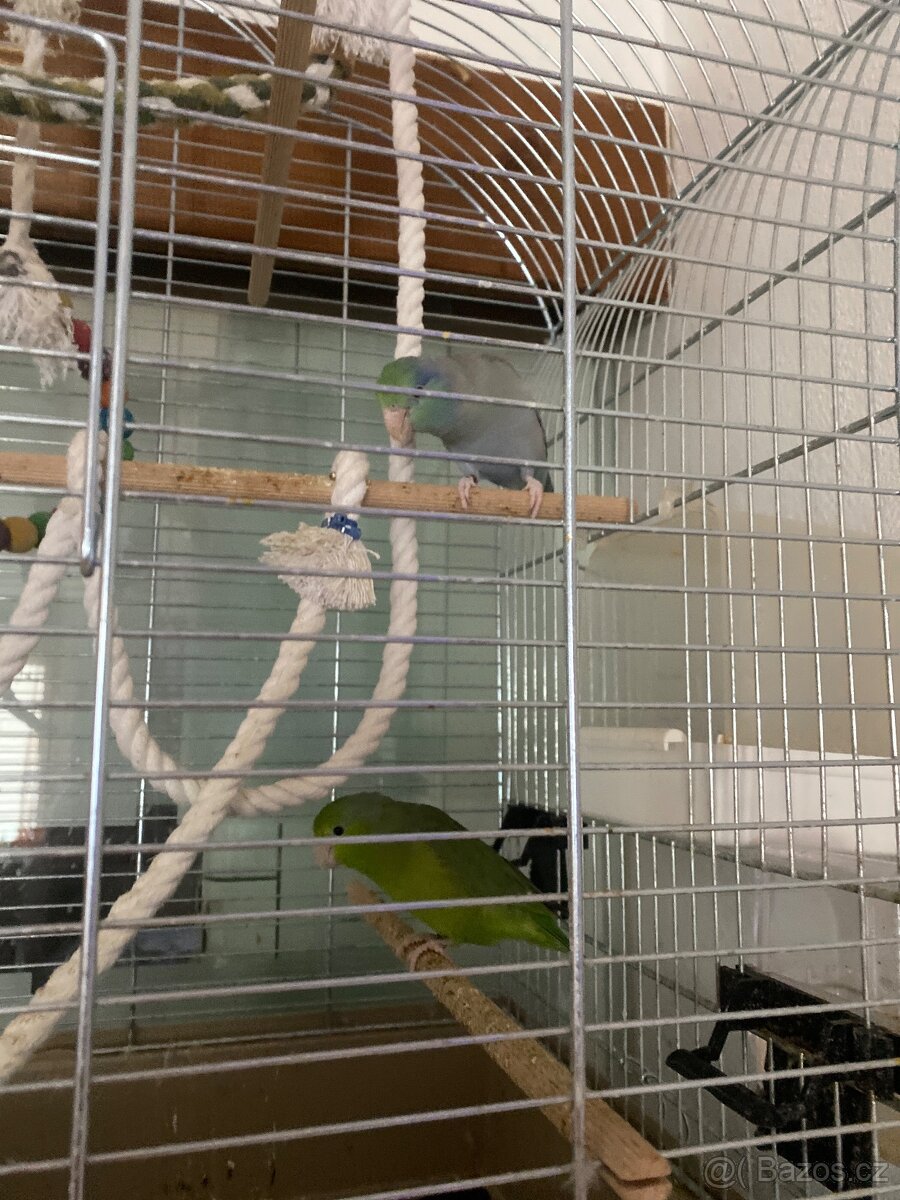 Papousicek sedokridly