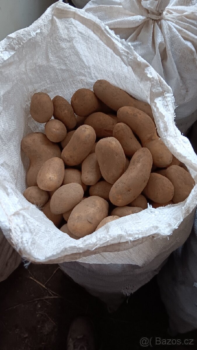 Prodám konzumní brambory