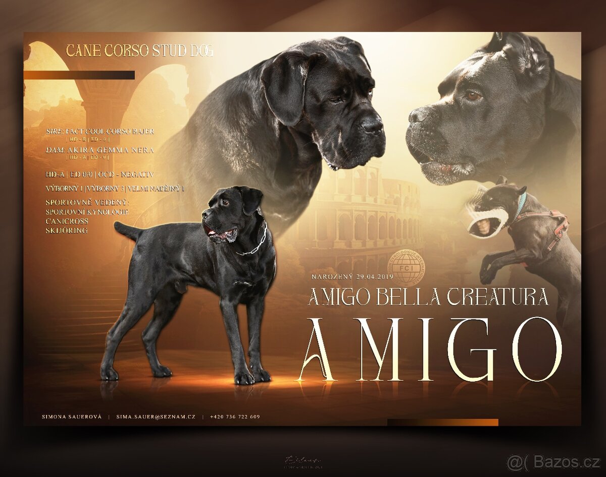 Černý krycí pes Cane Corso