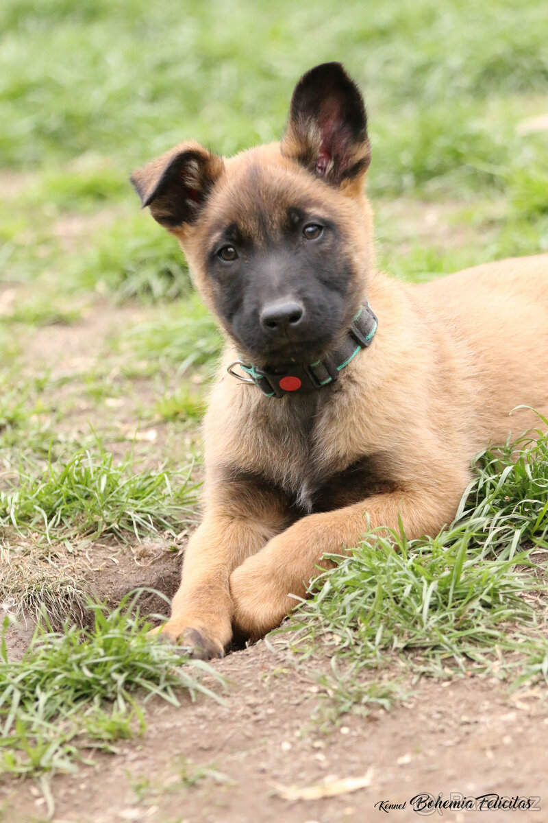 Stenata Belgický ovcák Malinois s PP