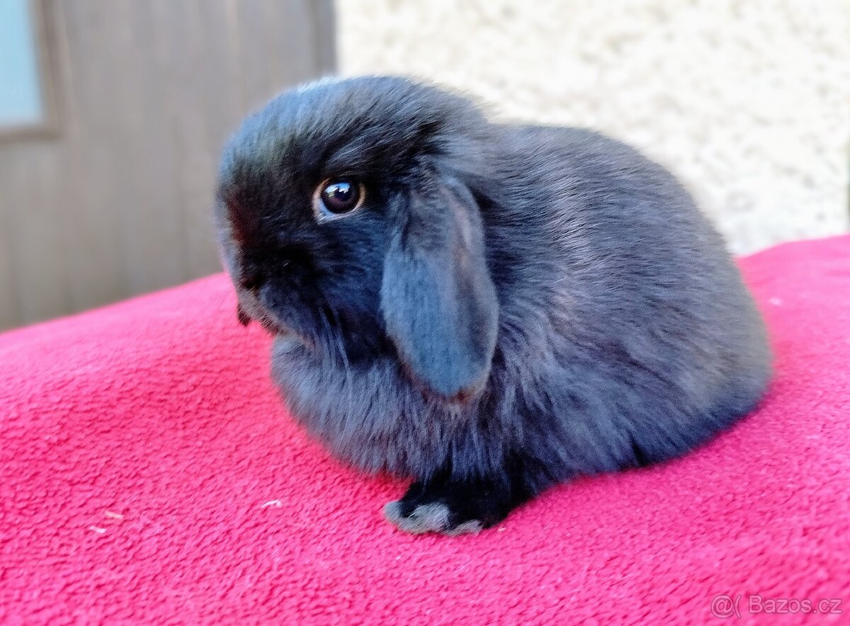 Zakrslý beránek, králíček, králík - ELLA