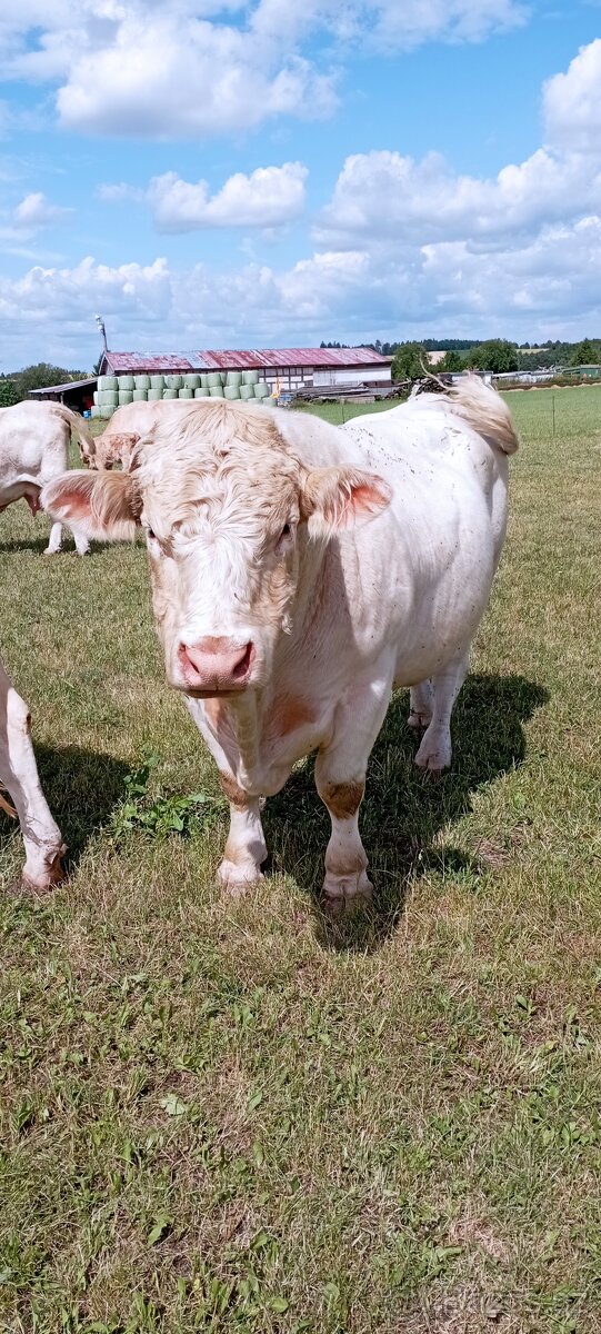 Plemenný býk Charolais