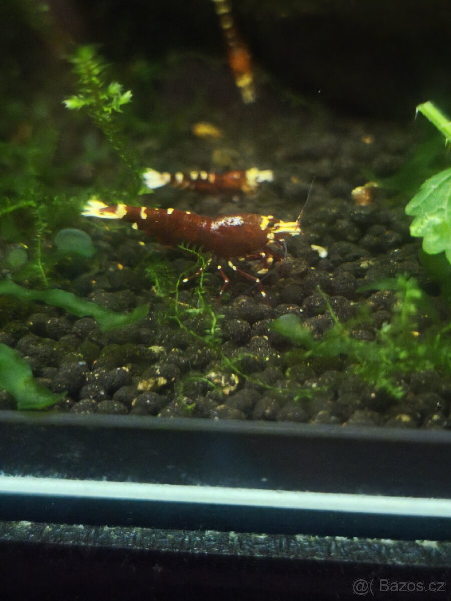 Caridina pinto mosura tiger metellic gen