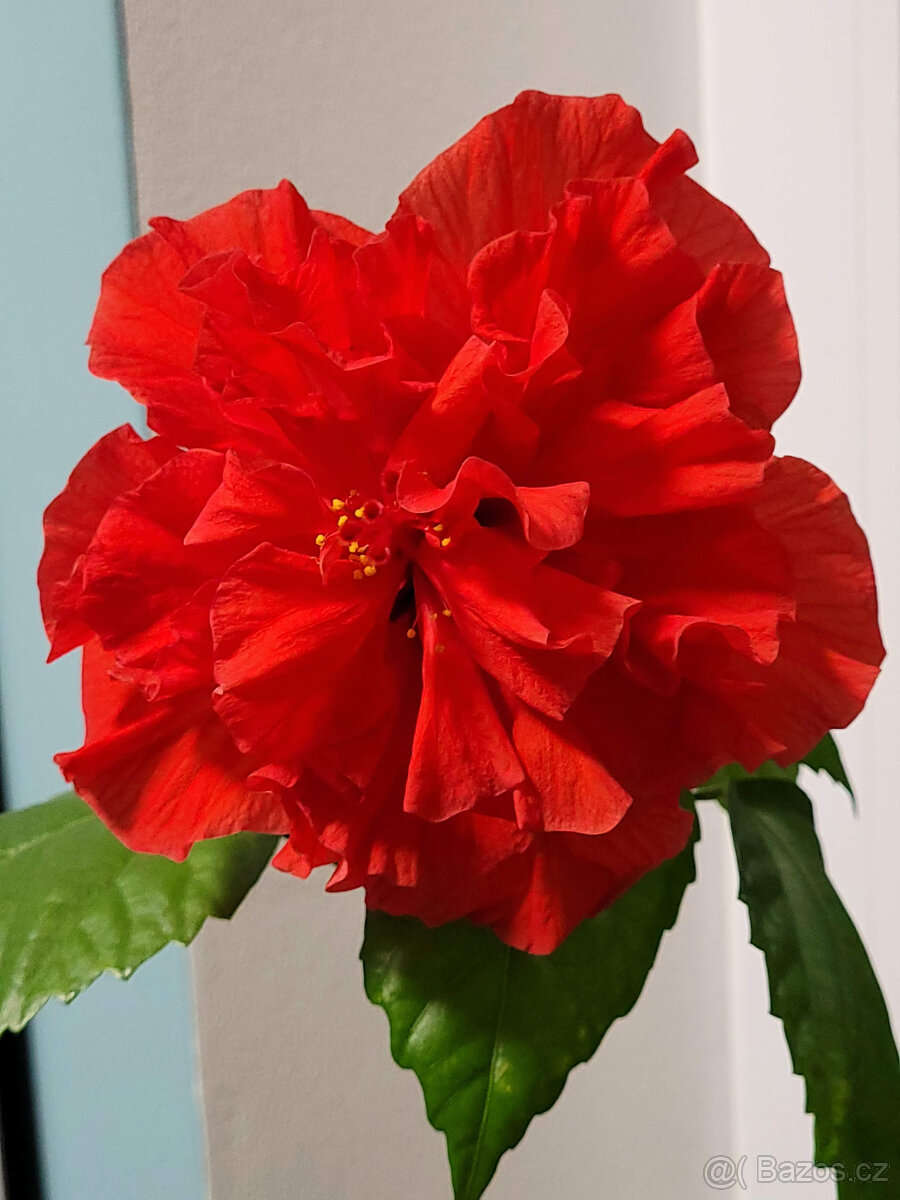 Ibišek pokojový (Hibiscus)