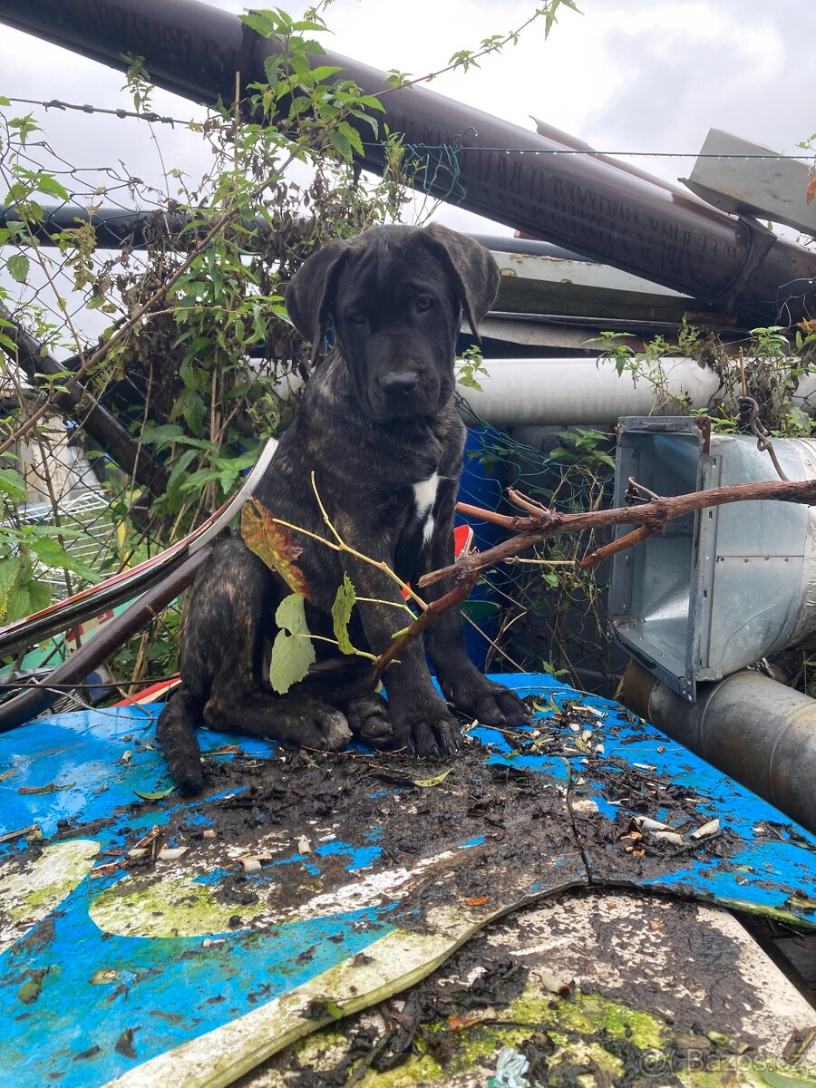 Štěňe Cane Corso