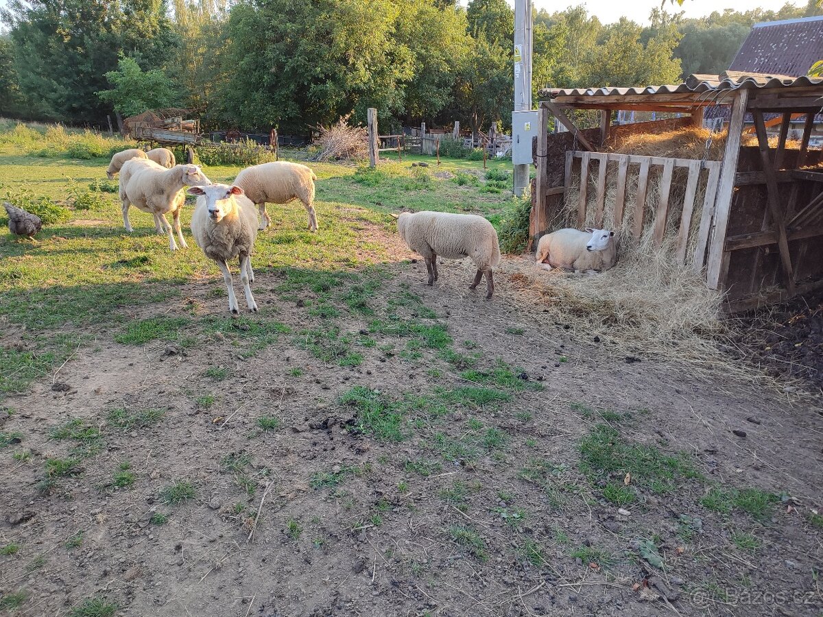 Suffolk x Texel