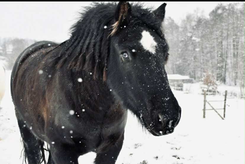 Irský Cob - rodinný parťák