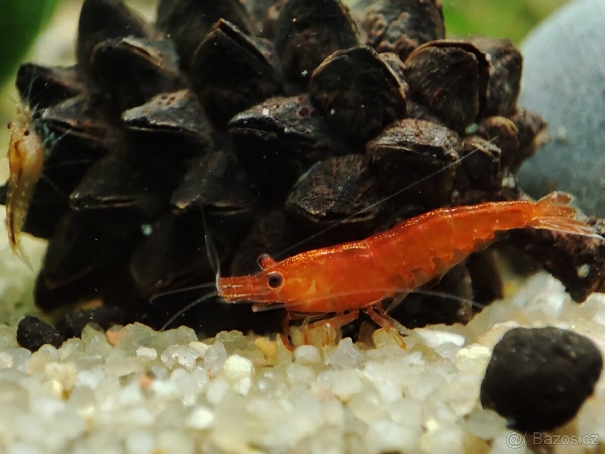 Krevetky Neocaridina d. - Red Sakura - SLEVA