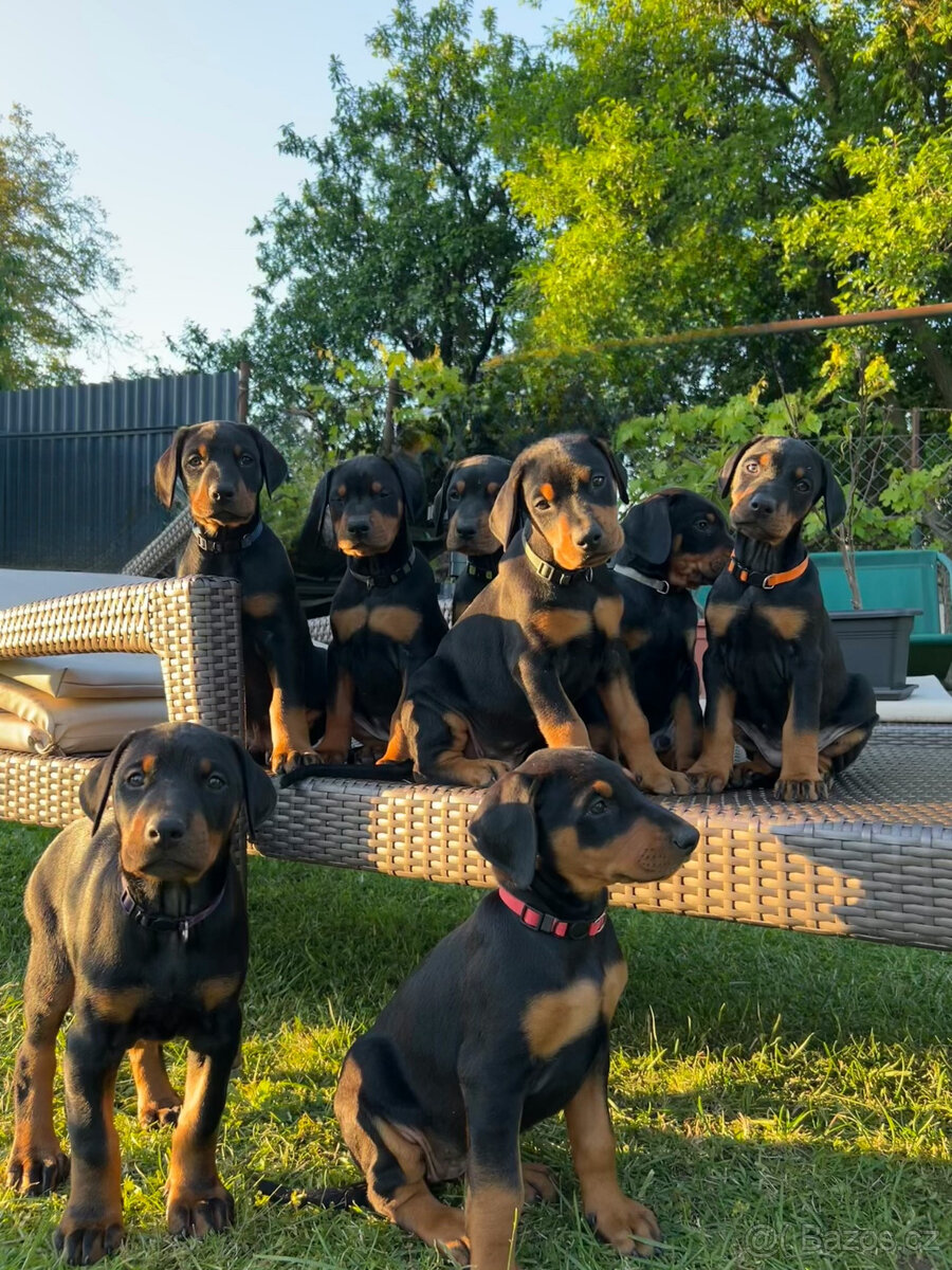 Doberman - šteniatka