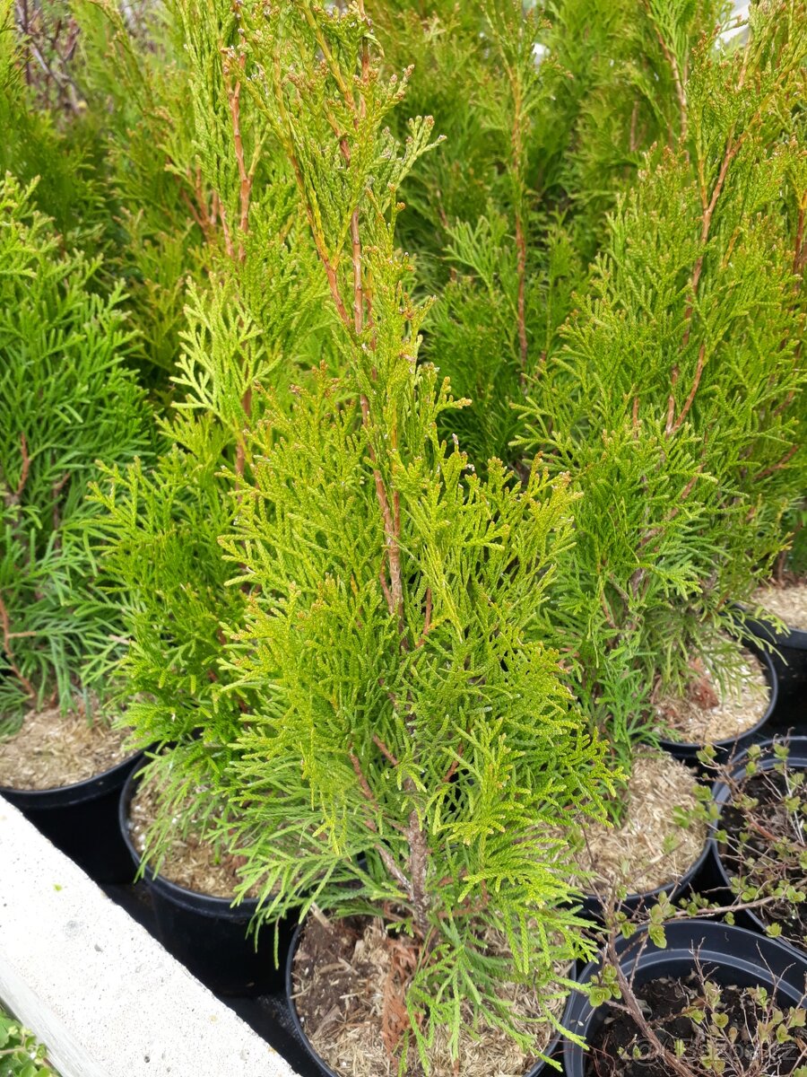 Thuja smaragd- thuja