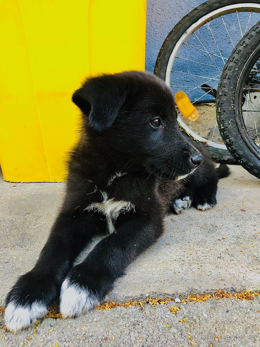 🐶Border Kolie chlapeček 🐶