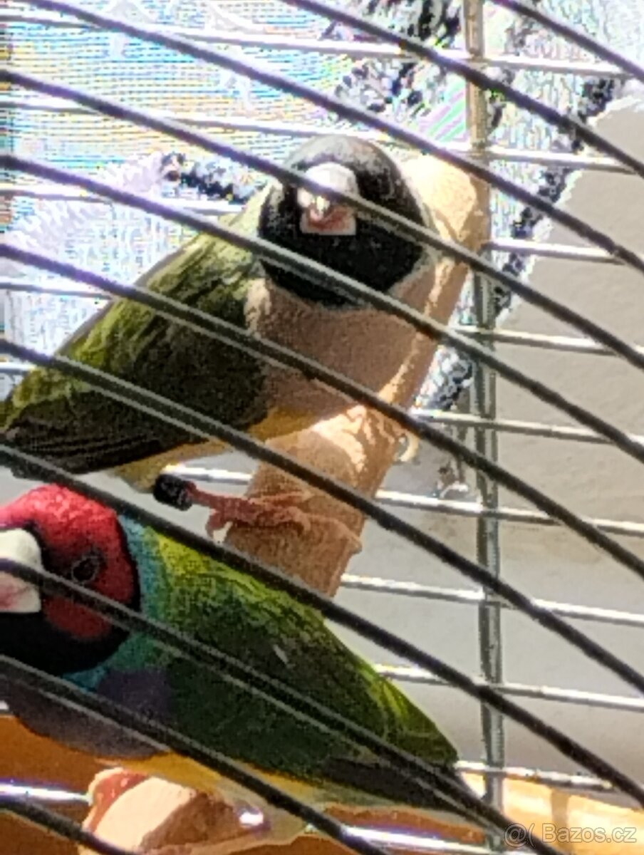 Ptactvo