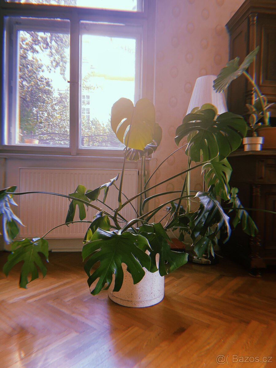 Monstera s květináčem terazzo