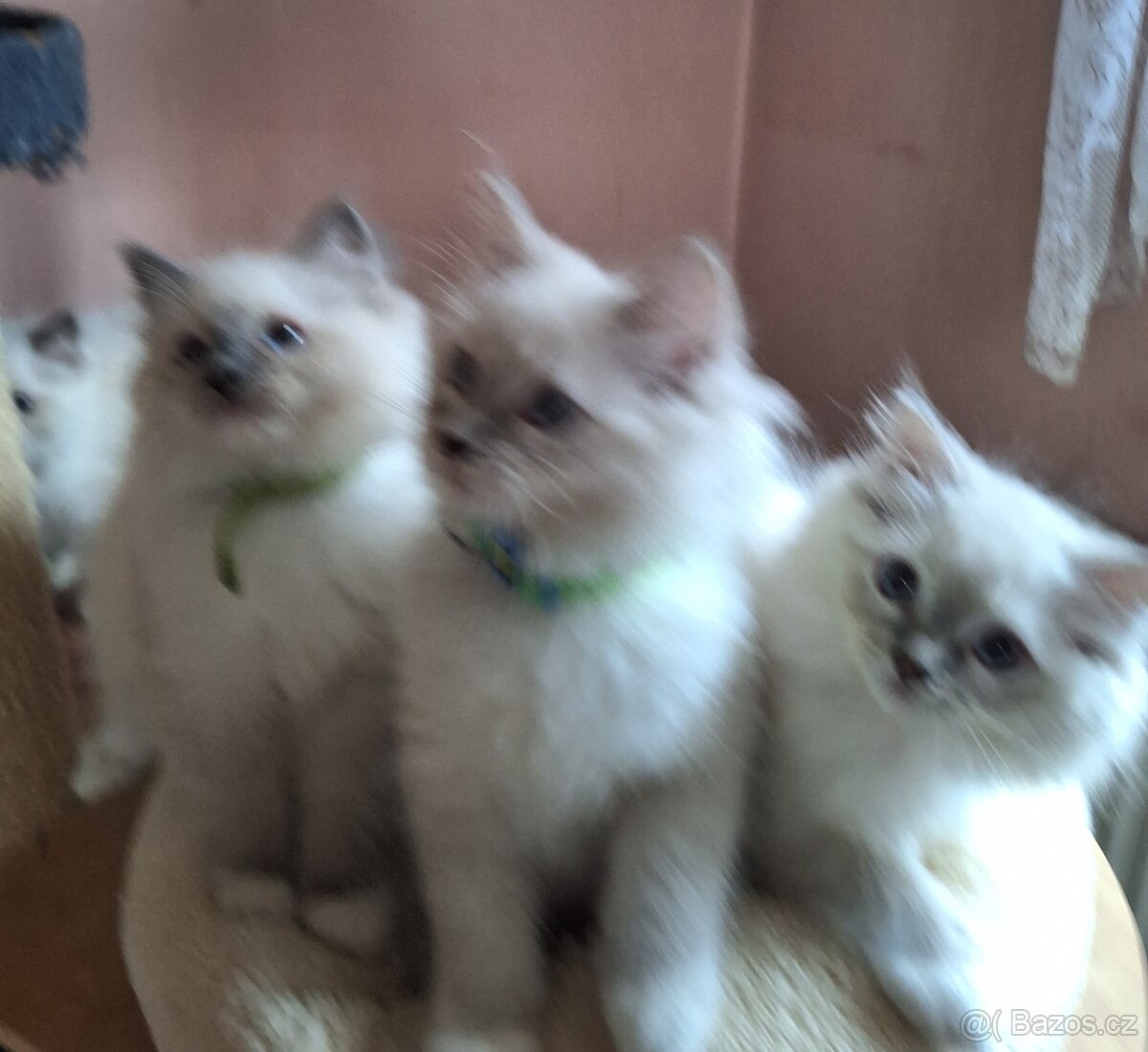 Nádherné koťátka Ragdoll s pp