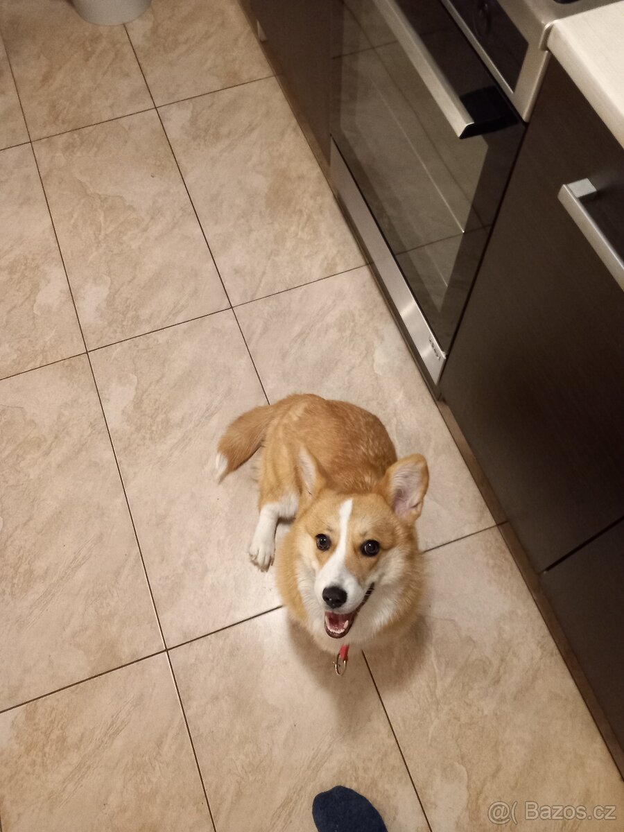 Welsh Corgi Pembroke