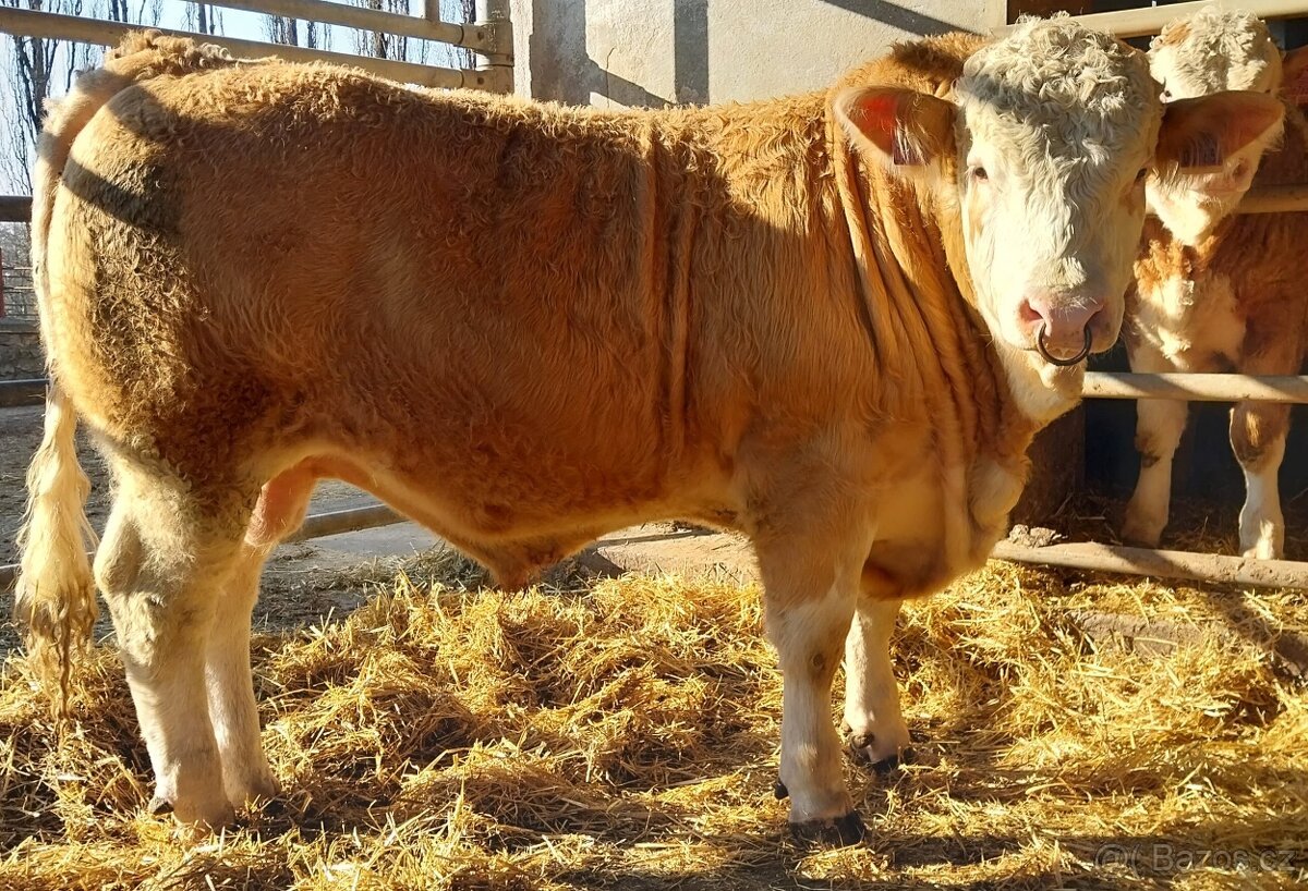 Možnost rezervace plemenných býků masný simentál