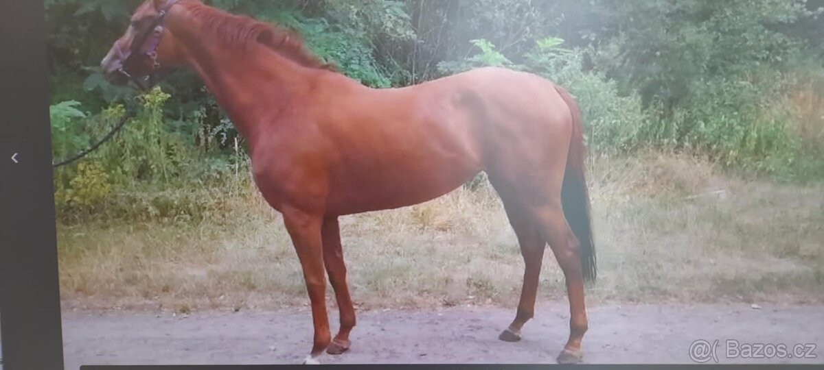 Plnokrevná kobyla