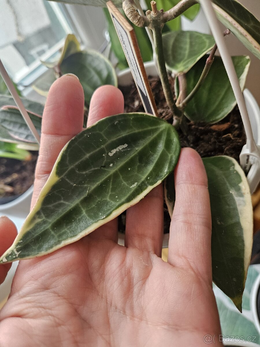 Hoya macrophylla almonarginata - pokojová rostlina