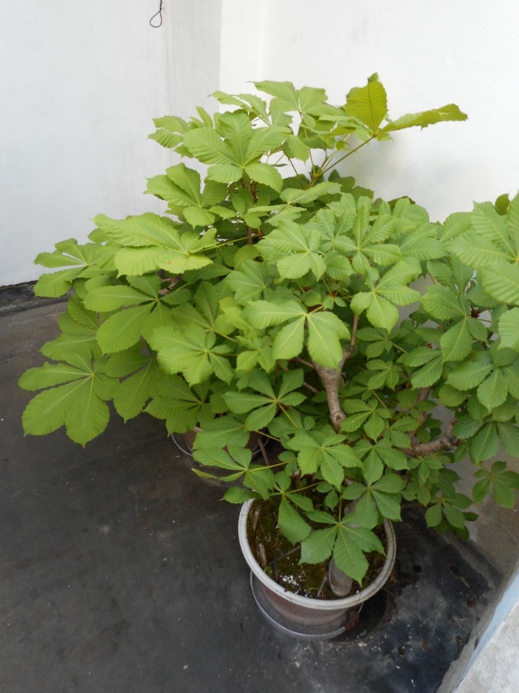 Bonsai