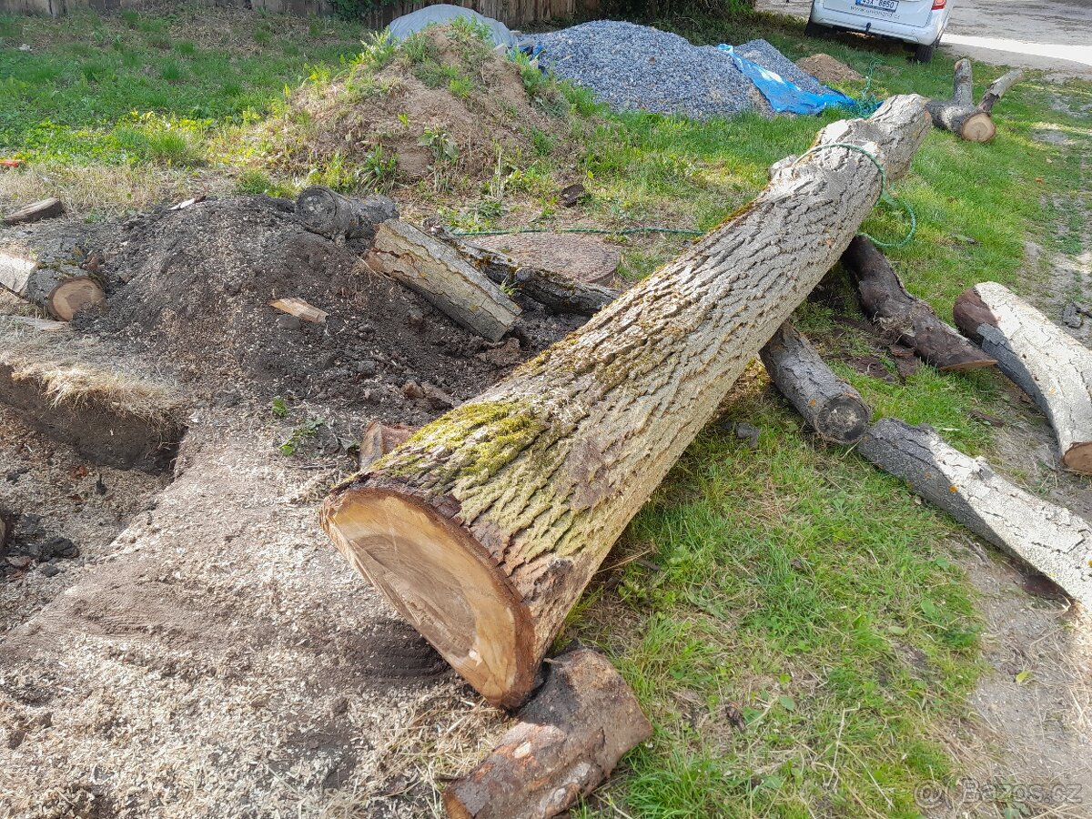 Nabízím kmen stromu, ořechu